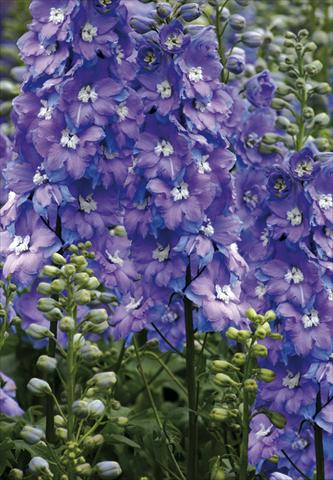 Foto fiore da  Aiuola e/o bordura Delphinium elatum New Millennium Series Morning Lights