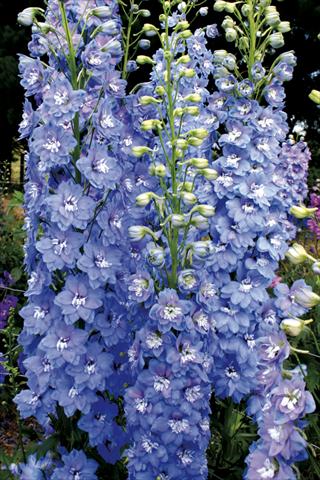 Foto fiore da  Aiuola e/o bordura Delphinium elatum New Millennium Series Sunny Skies