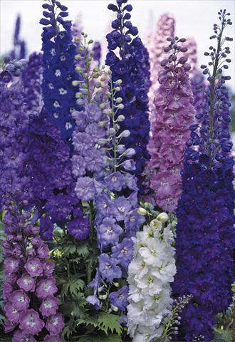 Foto fiore da  Aiuola e/o bordura Delphinium elatum New Millennium Series Super Stars (Genuine Mix)