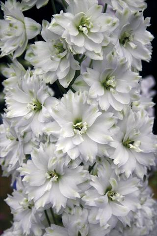 Foto fiore da  Aiuola e/o bordura Delphinium elatum New Millennium Series Double Innocence