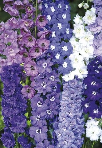 Foto fiore da  Aiuola e/o bordura Delphinium elatum New Millennium Series New Zealand Hybr. Mix