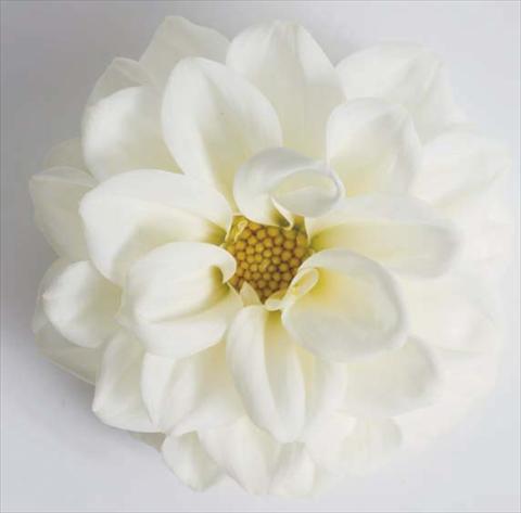 photo of flower to be used as: Pot, bedding, patio, basket Dahlia Dali White