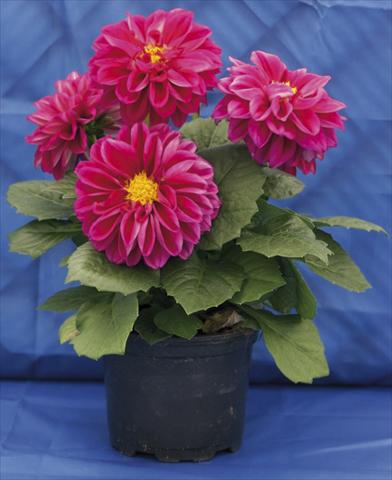 Foto fiore da  Vaso, aiuola, balcone, basket Dahlia Dali rose