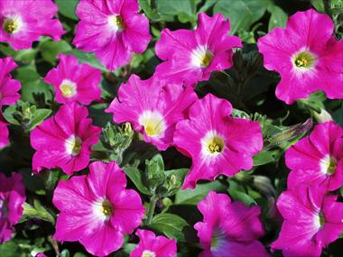 Foto fiore da  Vaso, balcone, basket Petunia pendula Conchita Pink Kiss