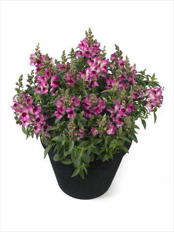 Foto fiore da  Basket o vaso Antirrhinum majus Diana Lilac