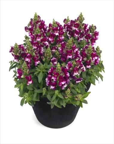 Foto fiore da  Basket o vaso Antirrhinum majus Diana Purple White