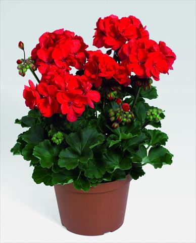 Foto fiore da  Vaso, aiuola, balcone Pelargonium zonale RED FOX Savannah Red