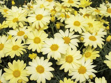 Foto fiore da  Vaso e aiola Argyranthemum Courtyard Citronelle