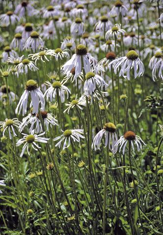 photo of flower to be used as: Bedding / border plant Echinacea pallida Hula Dancer