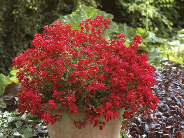 Foto fiore da  Vaso, balcone, basket Nemesia Sunsatia™ Cranberry