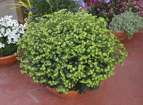 Foto fiore da  Vaso, aiuola, balcone Euphorbia x martinii Antigone