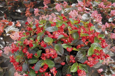 Foto fiore da  Basket vaso o aiuola Begonia x benariensis BIG