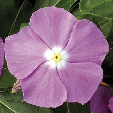 Foto fiore da  Vaso, aiuola, balcone, basket Catharanthus roseus - Vinca Vitesse Lavender