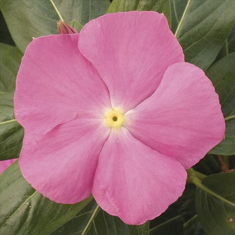 Foto fiore da  Vaso, aiuola, balcone, basket Catharanthus roseus - Vinca Vitesse Pink