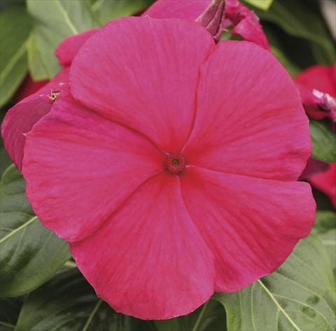 Foto fiore da  Vaso, aiuola, balcone, basket Catharanthus roseus - Vinca Vitesse Cranberry