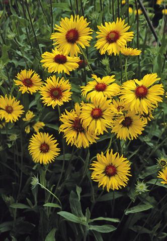 Foto fiore da  Reciso Gaillardia aristata Amber Wheels