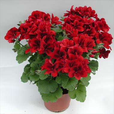 Foto fiore da  Vaso Pelargonium grandiflorum pac® Aristo® Velvet Red