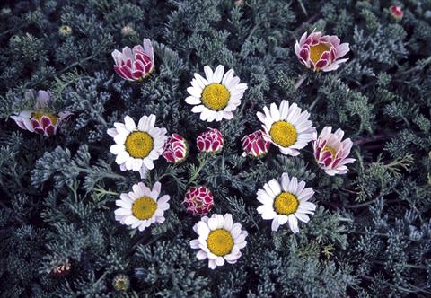 Foto fiore da  Aiuola e/o bordura Anacyclus pyrethrum var. depressus compactum Silberkissen