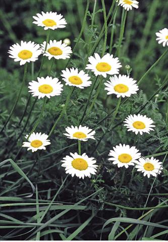 photo of flower to be used as: Bedding / border plant Anthemis tinctoria Alba