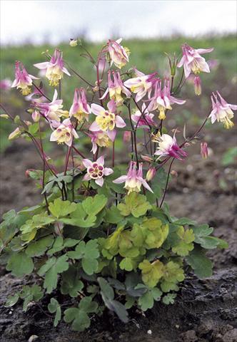 Foto fiore da  Aiuola e/o bordura Aquilegia canadiensis Pink Lanterns