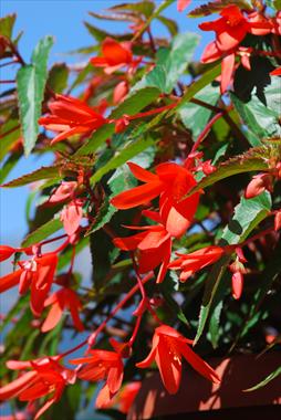 Foto fiore da  Balcone, aiuola Begonia Summerwings Orange