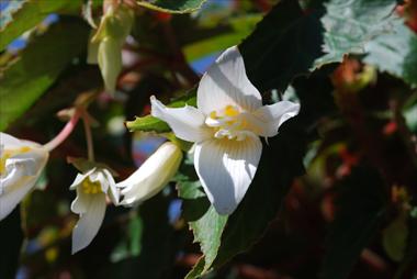 Foto fiore da  Balcone, aiuola Begonia Summerwings White