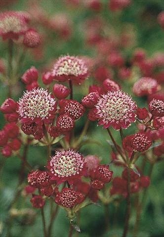 Foto fiore da  Aiuola e/o bordura Astrantia Major-Hybr. Ruby Cloud