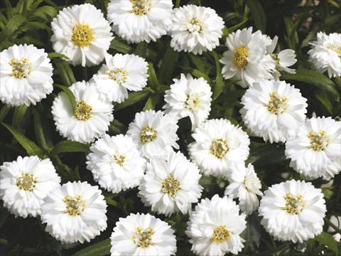 Foto fiore da  Vaso, aiuola, balcone, basket Achillea Pelfi© Gipsy© White