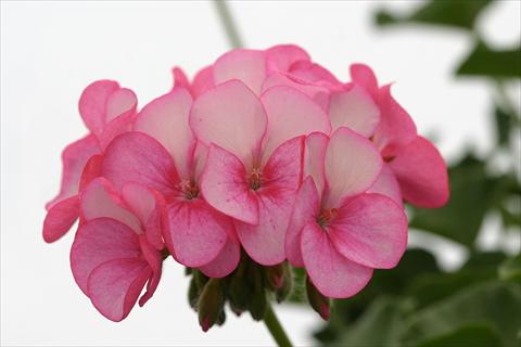 photo of flower to be used as: Pot Pelargonium x hortorum F.1 Horizon Rose Ice