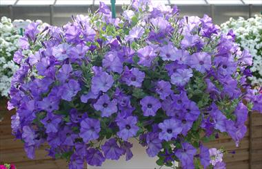 Foto fiore da  Vaso, balcone, basket Petunia pendula Conchita Azur