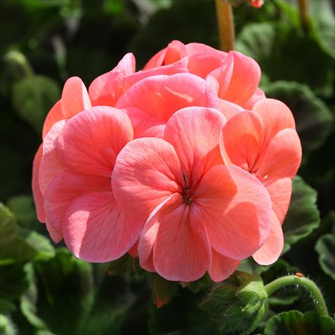 Foto fiore da  Vaso Pelargonium zonale Inspire Salmon