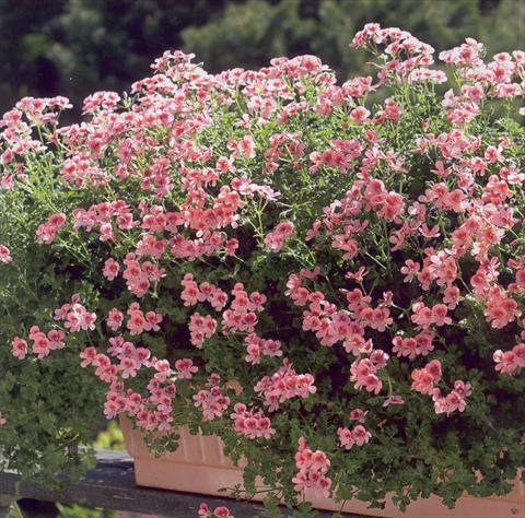 photo of flower to be used as: Patio, basket Pelargonium crispum Angeleyes Orange