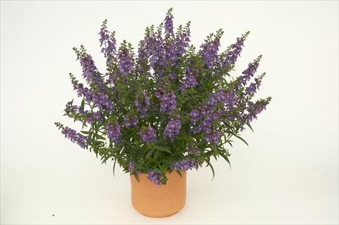 photo of flower to be used as: Pot, bedding, patio Angelonia angustifolia Alonia Dark Blue