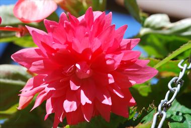 Foto fiore da  Balcone, basket Begonia Belleconia™ Rose