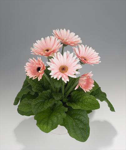 Foto fiore da  Basket o vaso Gerbera jamesonii Royal Soft Pink 8017