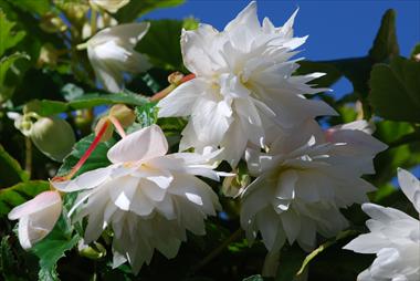 photo of flower to be used as: Patio, basket Begonia Belleconia™ White