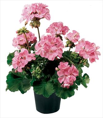 Foto fiore da  Vaso, aiuola, balcone Pelargonium zonale Belmonte Hot Pink