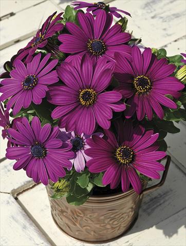 Foto fiore da  Basket vaso o aiuola Osteospermum Asti Purple Pot