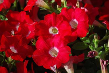 Foto fiore da  Vaso, balcone, basket Petunia pendula Conchita Grenadine