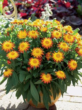 Foto fiore da  Vaso e aiola Helichrysum (Bracteantha) Dazette Flame