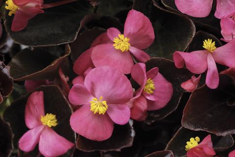 Foto fiore da  Vaso e aiola Begonia semperflorens Ascot F1 Bronze Deep Rose