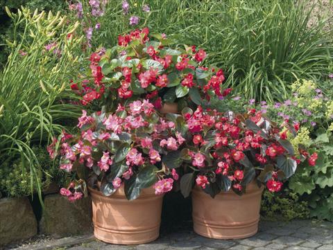 Foto fiore da  Vaso, aiuola, balcone, basket Begonia x benariensis BIG