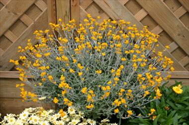 Foto fiore da  Aiuola, balcone, basket Chrysocephalum Desert Flame