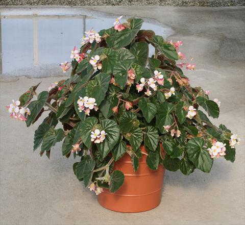 Foto fiore da  Vaso, aiuola, balcone, basket Begonia hybrida Ikon