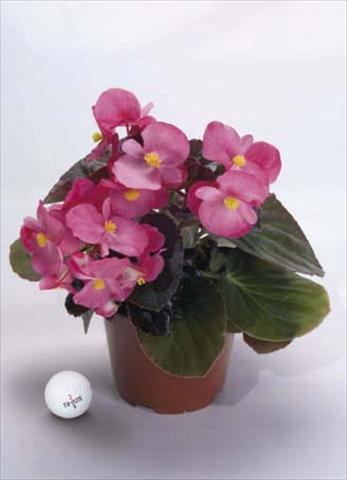 Foto fiore da  Vaso, aiuola, balcone, basket Begonia x benariensis BIG Rose Dark Fogliage