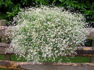 Foto fiore da  Vaso, balcone, basket Poinsettia - Euphorbia pulcherrima Diamond Frost