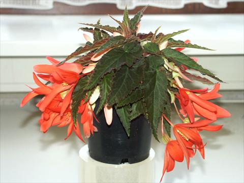 Foto fiore da  Aiuola e/o bordura Begonia boliviensis Salmon Sparkler