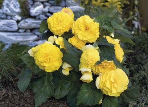 Foto fiore da  Vaso, aiuola, balcone, basket Begonia tuberosa Go Early F1 Yellow