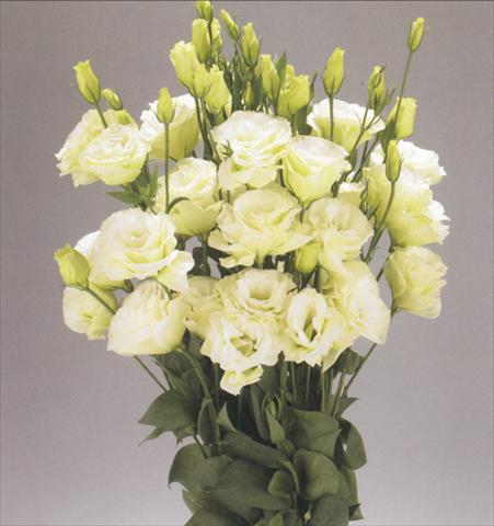 Foto fiore da  Reciso Lisianthus (Eustoma rusellianum) Advantage Green