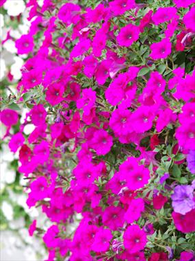 photo of flower to be used as: Pot, patio, basket Petunia pendula Conchita Evening Glow